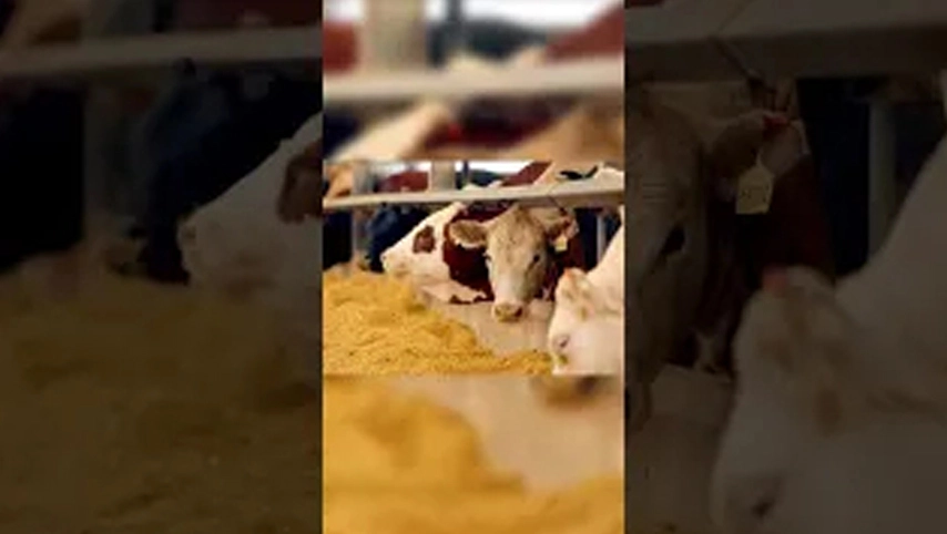 ¿Es mejor para el ganado beber agua tibia o agua fría en invierno?