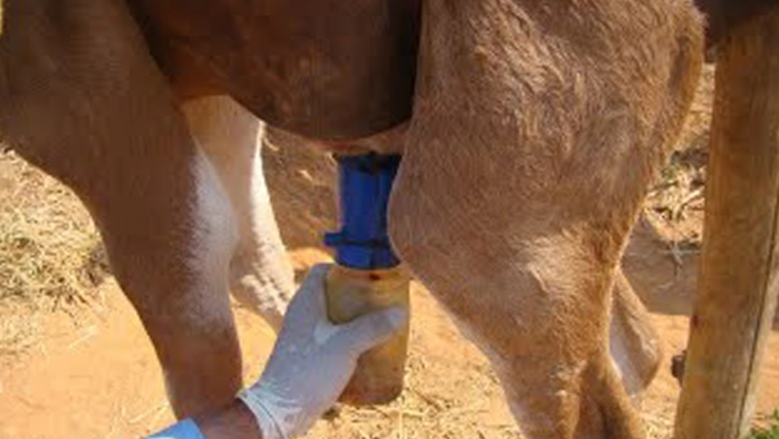 Taza de inmersión, taza de inmersión sin retorno, taza de inmersión espumosa