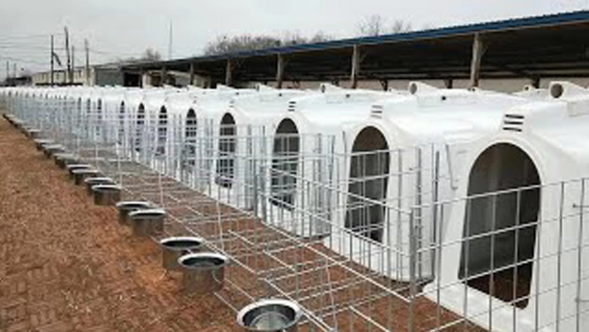 Terrui Culetero de ternero en Japón, casa de ganado, pluma hecha de grado alimenticio