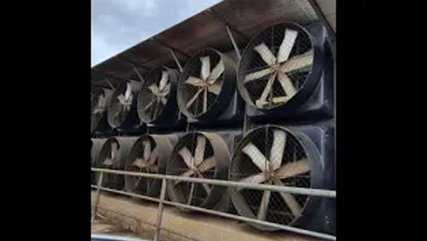 Ventilador de invernadero industrial para granjas lecheras de 72