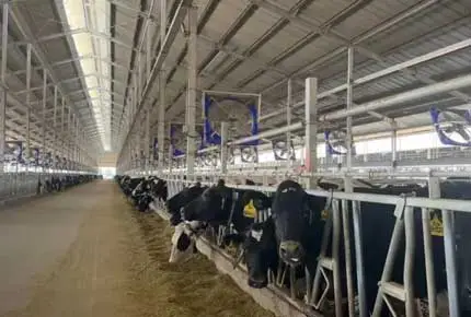 Peligros y soluciones de gas amoniaco en vacas: Cría inteligente para mejorar la calidad y eficiencia de la gestión ganadera