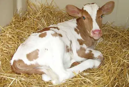 Tira algo de paja al bolígrafo