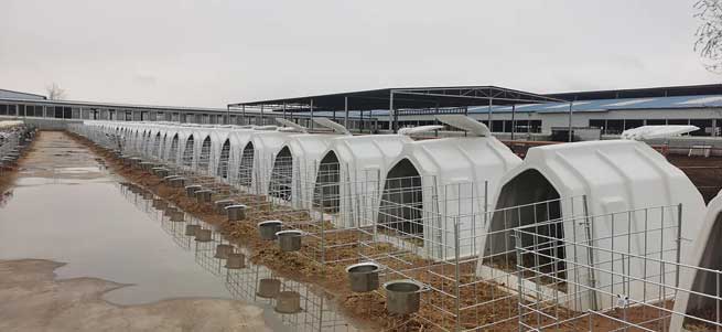 What Harm does Cold Stress do to Cows? What should be Done to Avoid it? What Harm does Cold Stress do to Cows? What should be Done to Avoid it?