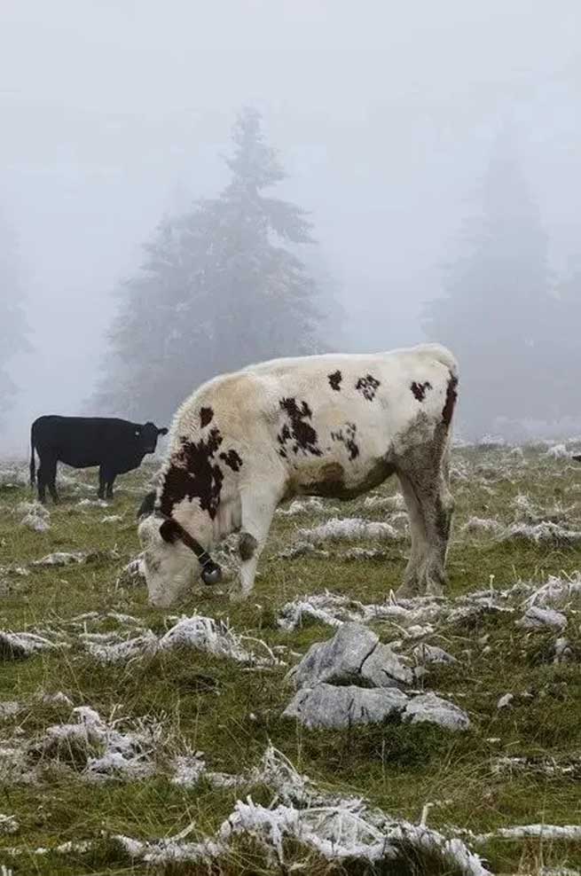 What Harm does Cold Stress do to Cows? What should be Done to Avoid it? What Harm does Cold Stress do to Cows? What should be Done to Avoid it?