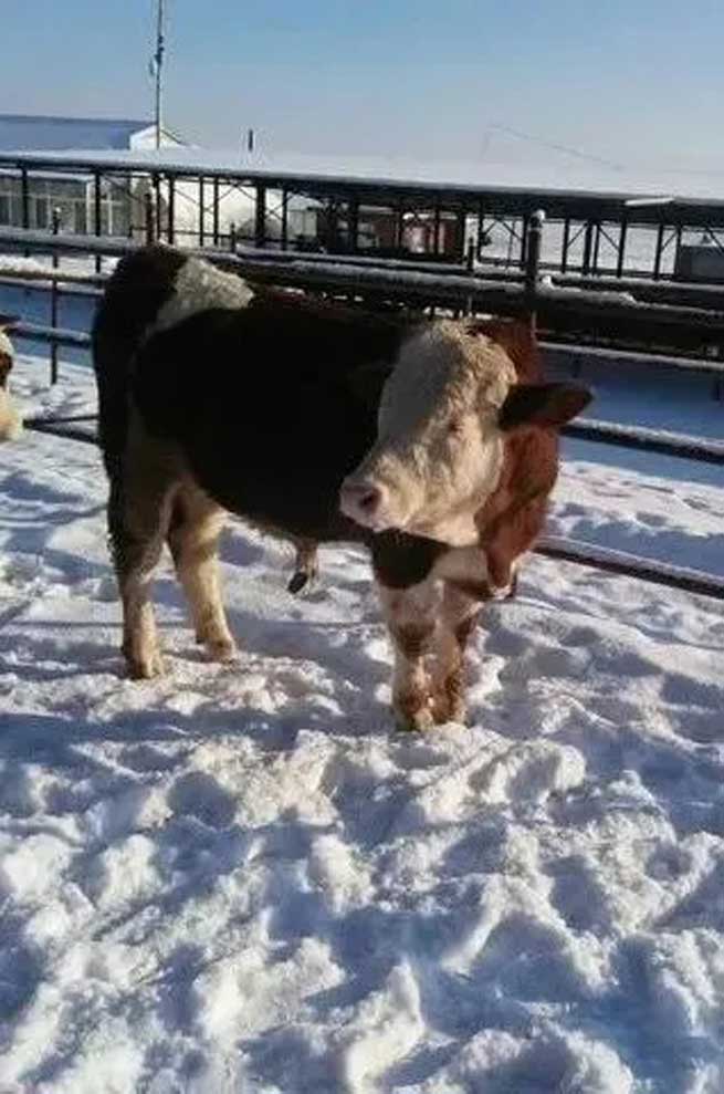 What Harm does Cold Stress do to Cows? What should be Done to Avoid it? What Harm does Cold Stress do to Cows? What should be Done to Avoid it?