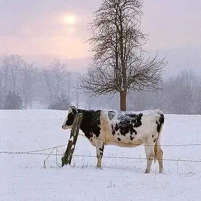 What Harm does Cold Stress do to Cows? What should be Done to Avoid it? What Harm does Cold Stress do to Cows? What should be Done to Avoid it?