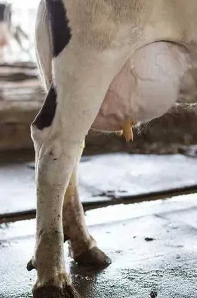 What Harm does Cold Stress do to Cows? What should be Done to Avoid it? What Harm does Cold Stress do to Cows? What should be Done to Avoid it?