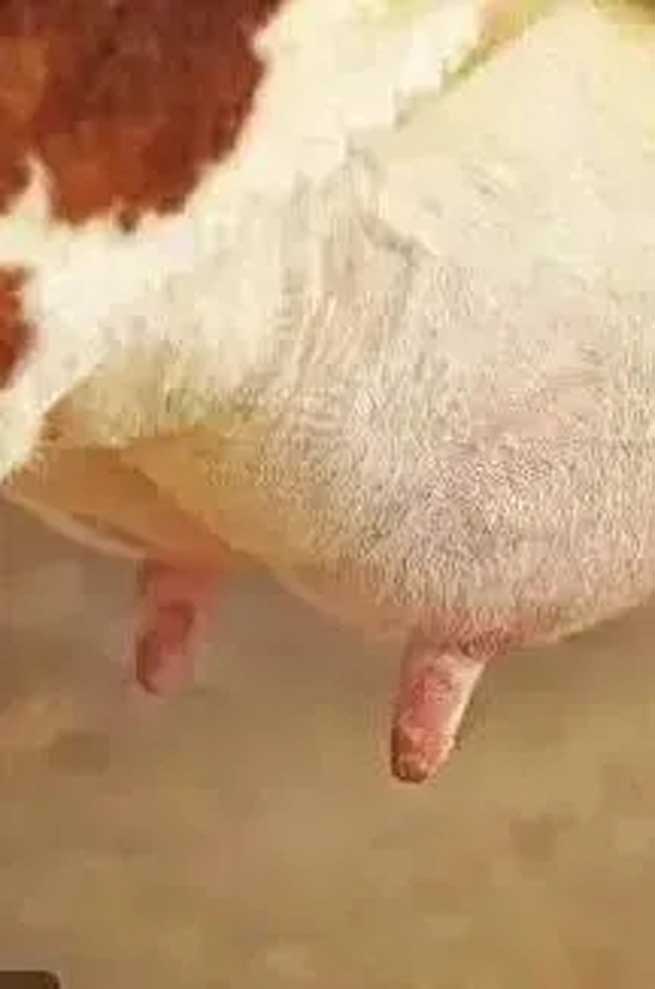 What Harm does Cold Stress do to Cows? What should be Done to Avoid it? What Harm does Cold Stress do to Cows? What should be Done to Avoid it?