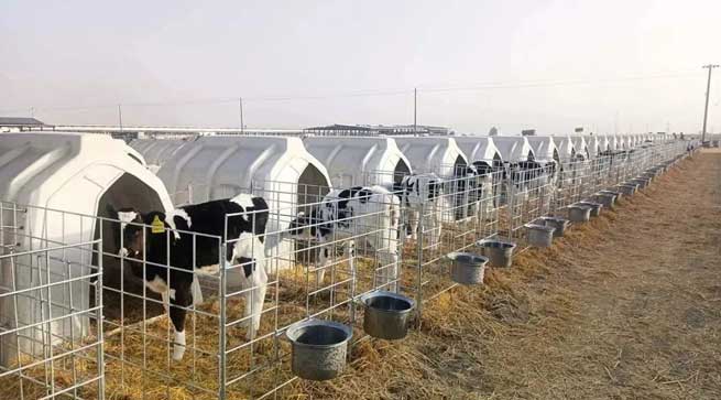 Why Use A Calf Hutch During the Winter Calving Rush? What are the Benefits of Calf Hutch! Why Use A Calf Hutch During the Winter Calving Rush? What are the Benefits of Calf Hutch!