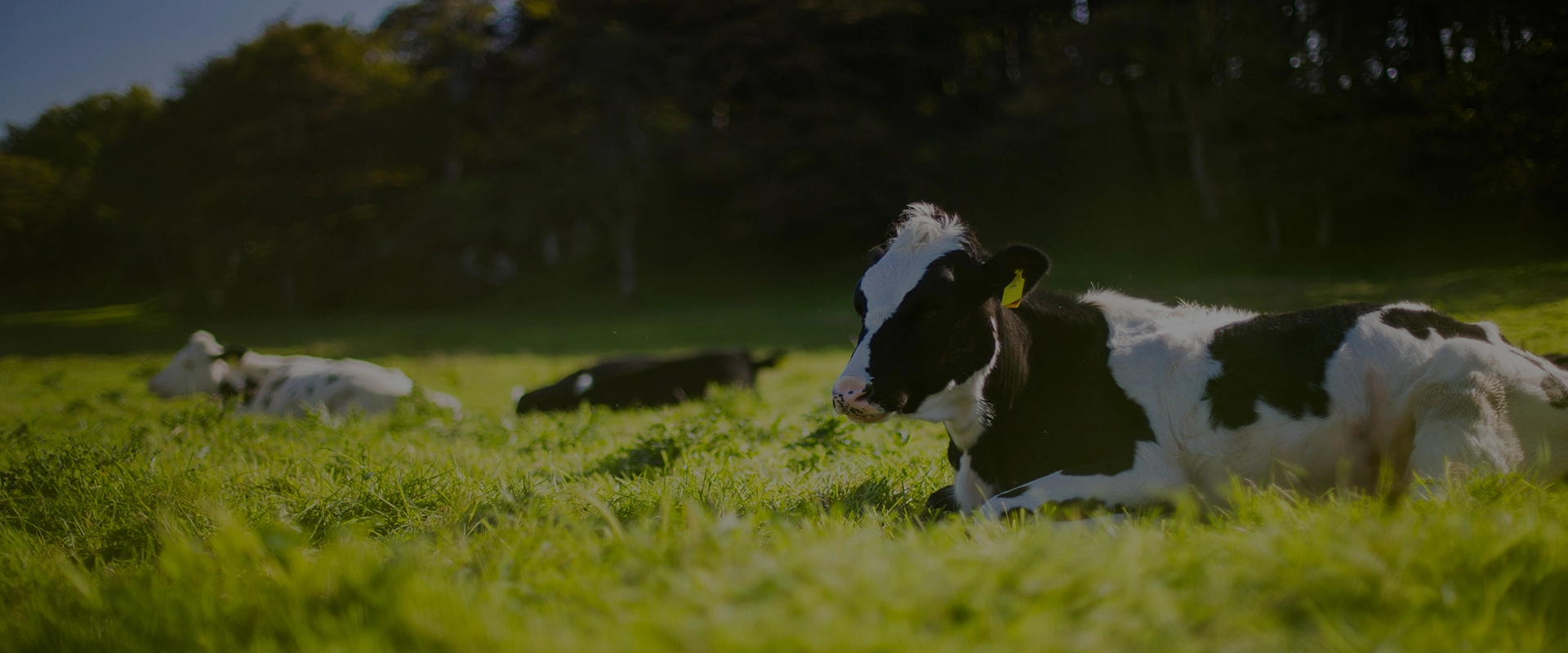 Ventilador de ventilación y refrigeración de aves de corral FAQs