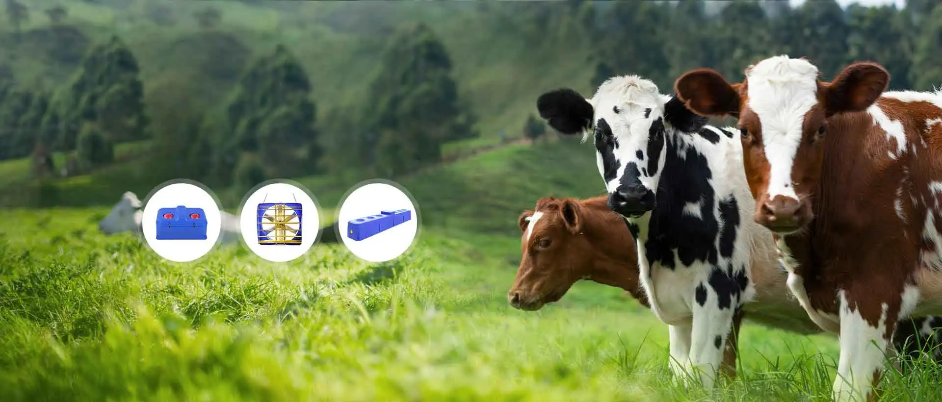 Experiencia de calidad inigualable con el equipo de ganado Terrui