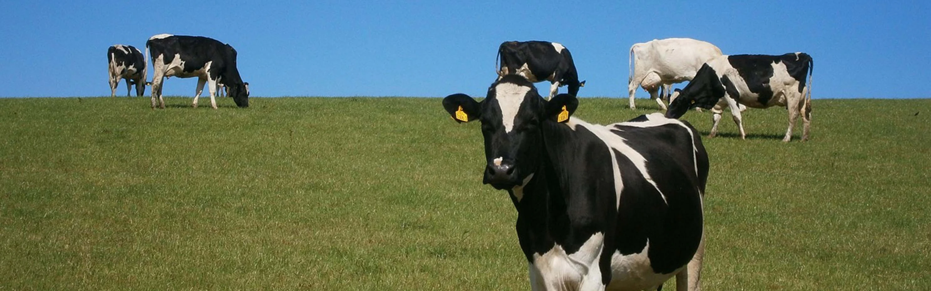 ¿Por qué elegir Terrui como su fabricante de abanicos avícolas?