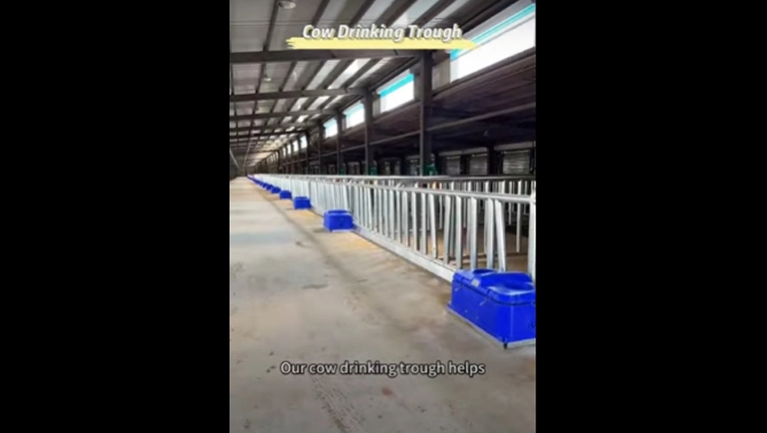 Bebedero de vaca