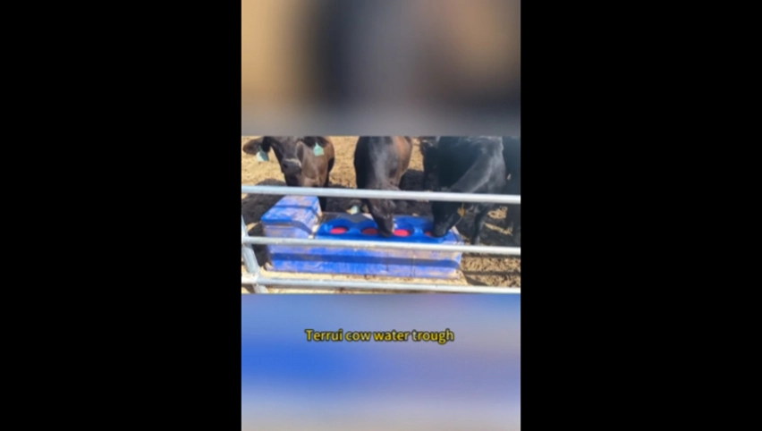 Bastón de agua para ganado