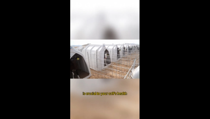 Conejera pantorrilla Terrui