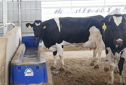 Cómo alimentar correctamente el ganado en verano: consejos esenciales para los ganaderos