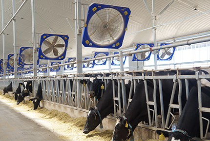 Los nueve principios principales para seleccionar el ventilador de ventilación de una granja lechera