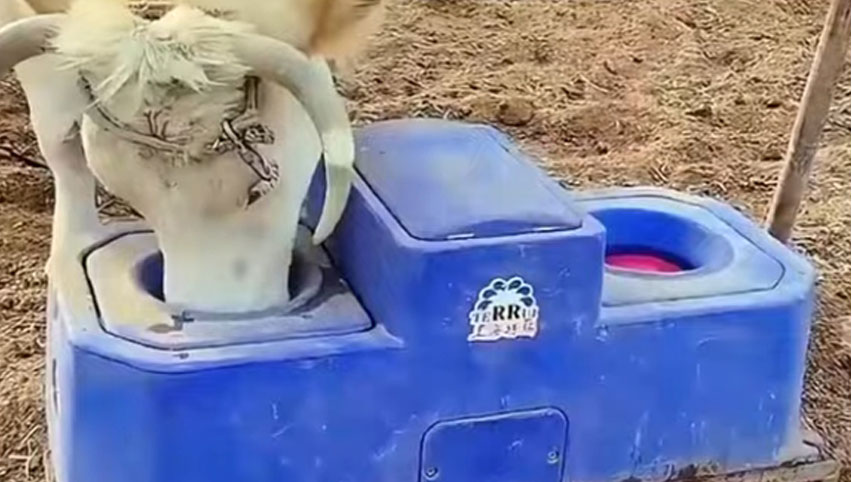 Bastón de agua de vaca