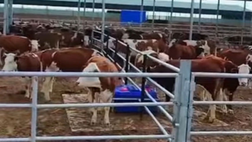 Bastón de agua con calefacción