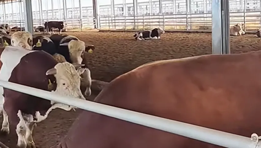 comedero para vacas