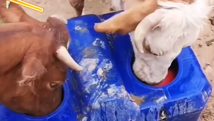 Abrevadero para Vacas-4