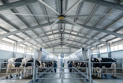 Por qué el ventilador de techo HVLS de 24 pies es un cambio radical para los establos lecheros modernos