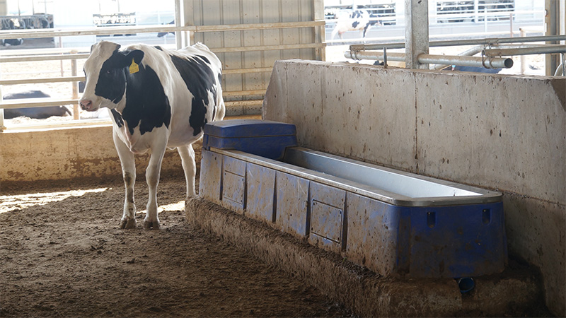 Bebedero automático para vacas de polietileno resistente a impactos con diseño de patas descentradas para instalación estable en establo. Bebedero automático para vacas de polietileno resistente a impactos con diseño de patas descentradas para instalación estable en establo.