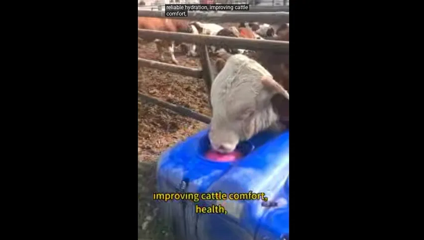 Bebedero automático para vacas