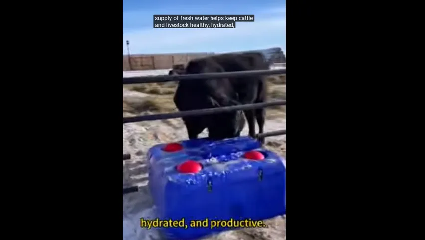 Cubo de alimentación de leche para terneros