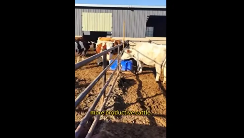 Bebedero para vacas