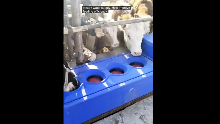Bebedero calentado para cabras