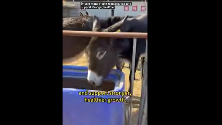 Estacas de cola de cerdo