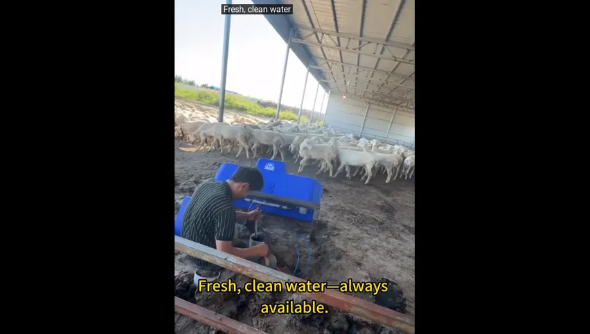 Bebedero de acero inoxidable para vacas