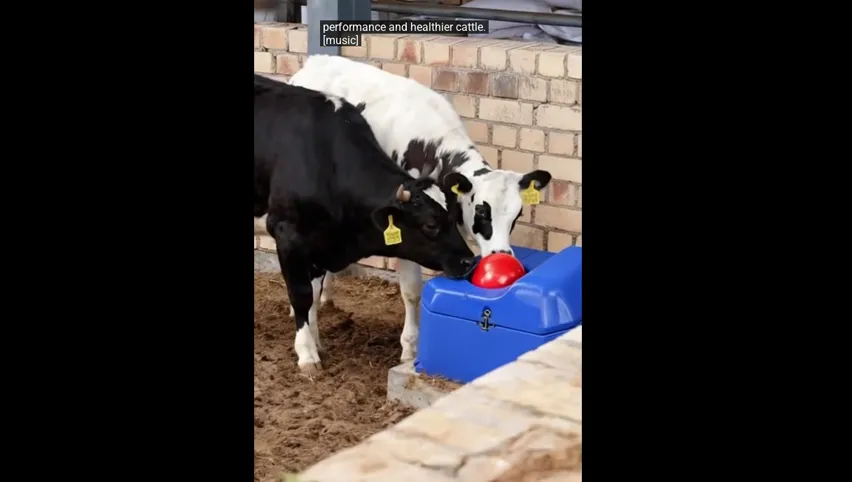Bebedero de agua para ganado