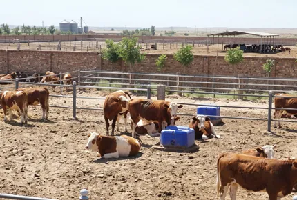 Neutralización de Biopelícula: La Física Mecánica de los Bebederos de Agua Híbridos Terrui de Acero Inoxidable-PE