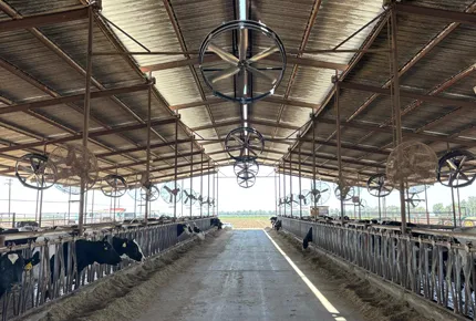 Ingeniería Estratégica: Disrupción de la Estratificación de Amoníaco en Invierno mediante Modulación de Ventiladores de Circulación a Baja Velocidad