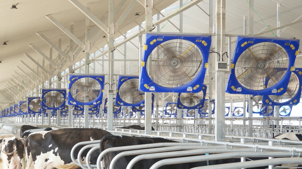 Ventilador de circulación Terrui de 38 pulgadas con motor 115-A para microclima y control de amoníaco en establo de terneros.