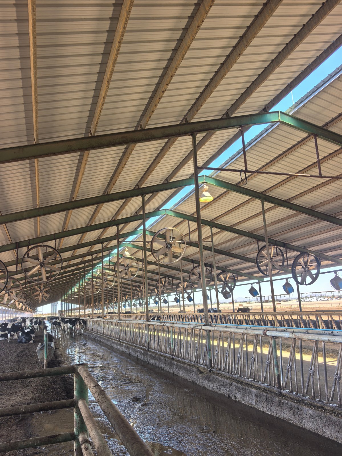 Ventilador de circulación Terrui de 72 pulgadas con motor 254 para un entorno de descanso y rumiación tranquilo para las vacas.