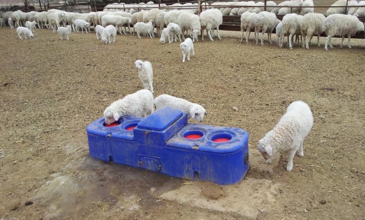 Bebedero automático azul con control de temperatura Terrui para ganado, con sellos de caucho fluorado resistentes a químicos para soportar la degradación del agua subterránea con alta salinidad. Bebedero automático azul con control de temperatura Terrui para ganado, con sellos de caucho fluorado resistentes a químicos para soportar la degradación del agua subterránea con alta salinidad.