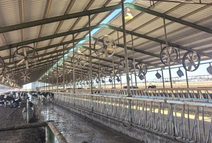 El ROI silencioso de la ventilación de baja velocidad: cómo la operación a 480 R/min preserva las horas de descanso de las vacas
